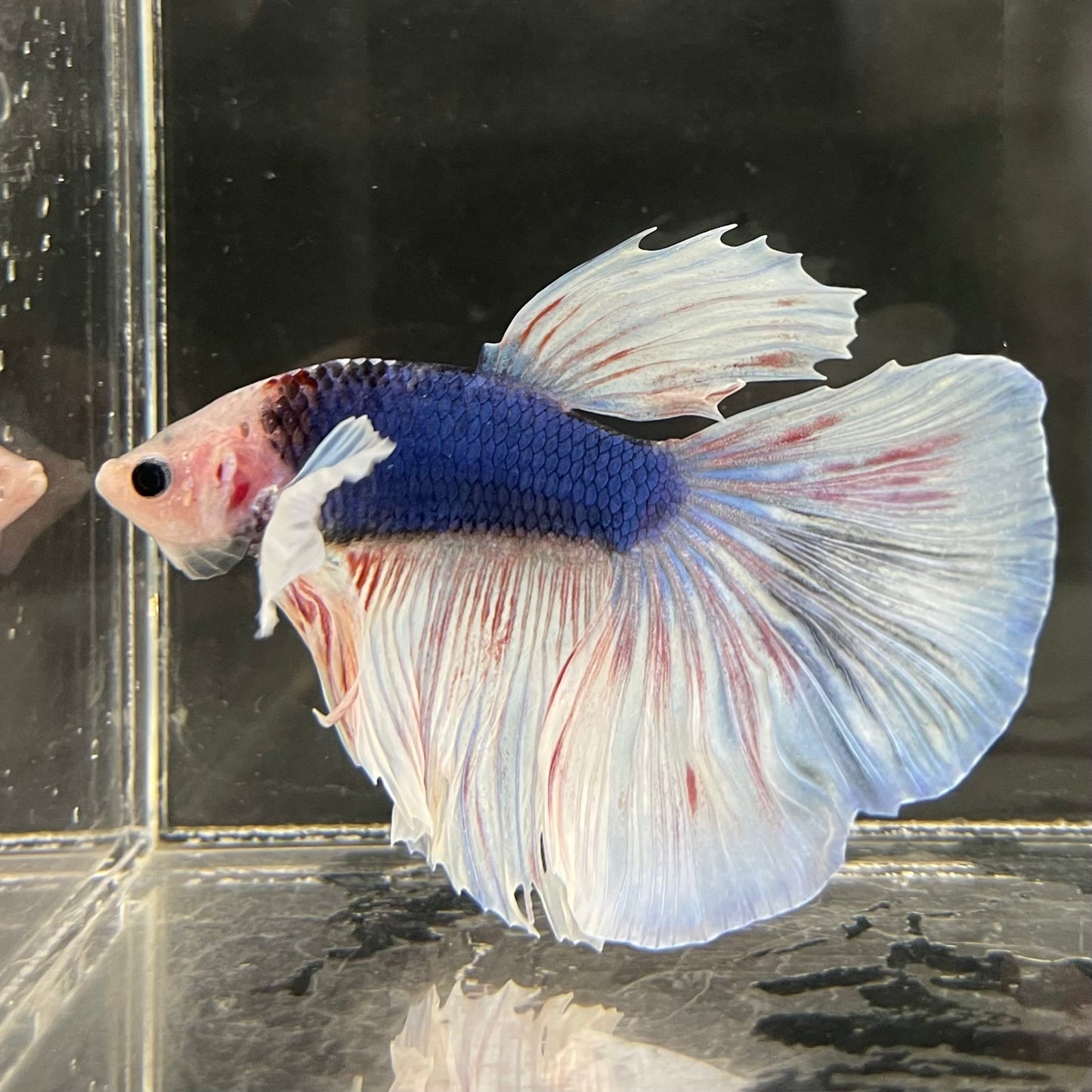 the-fish-farm Male Betta Male Betta - One Only - 21 Choose your favourite Male Betta from The Fish Farm Australia
