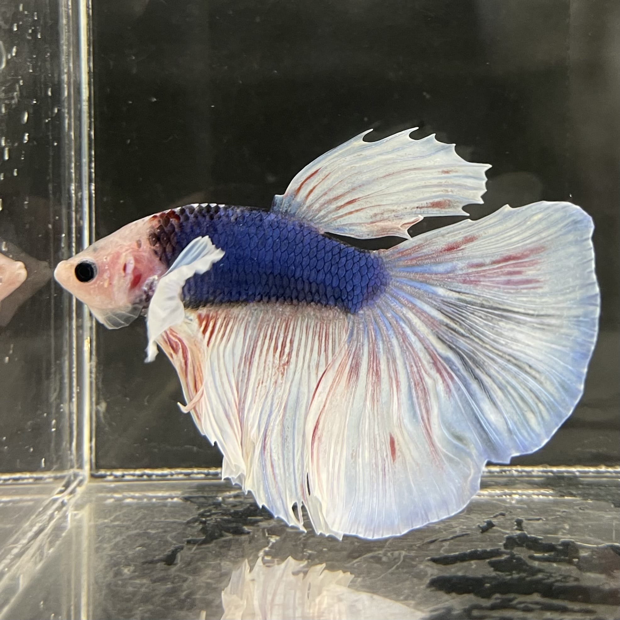 the-fish-farm Male Betta Male Betta - One Only - 21 Choose your favourite Male Betta from The Fish Farm Australia