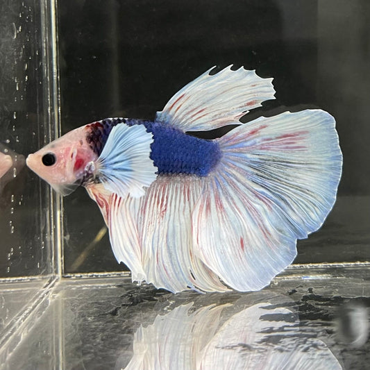 the-fish-farm Male Betta Male Betta - One Only - 21 Choose your favourite Male Betta from The Fish Farm Australia