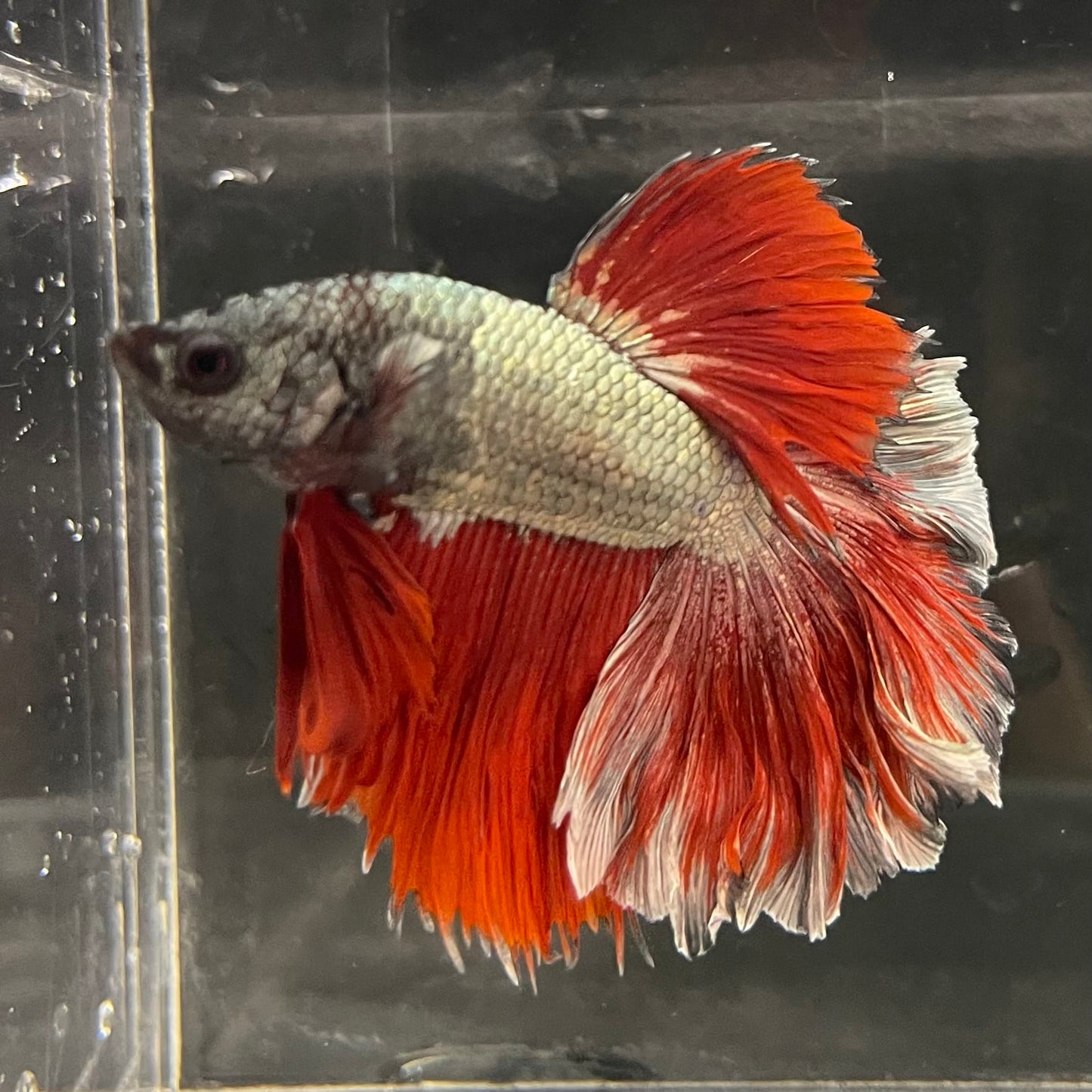 the-fish-farm Male Betta Male Betta - One Only - 21 Choose your favourite Male Betta from The Fish Farm Australia