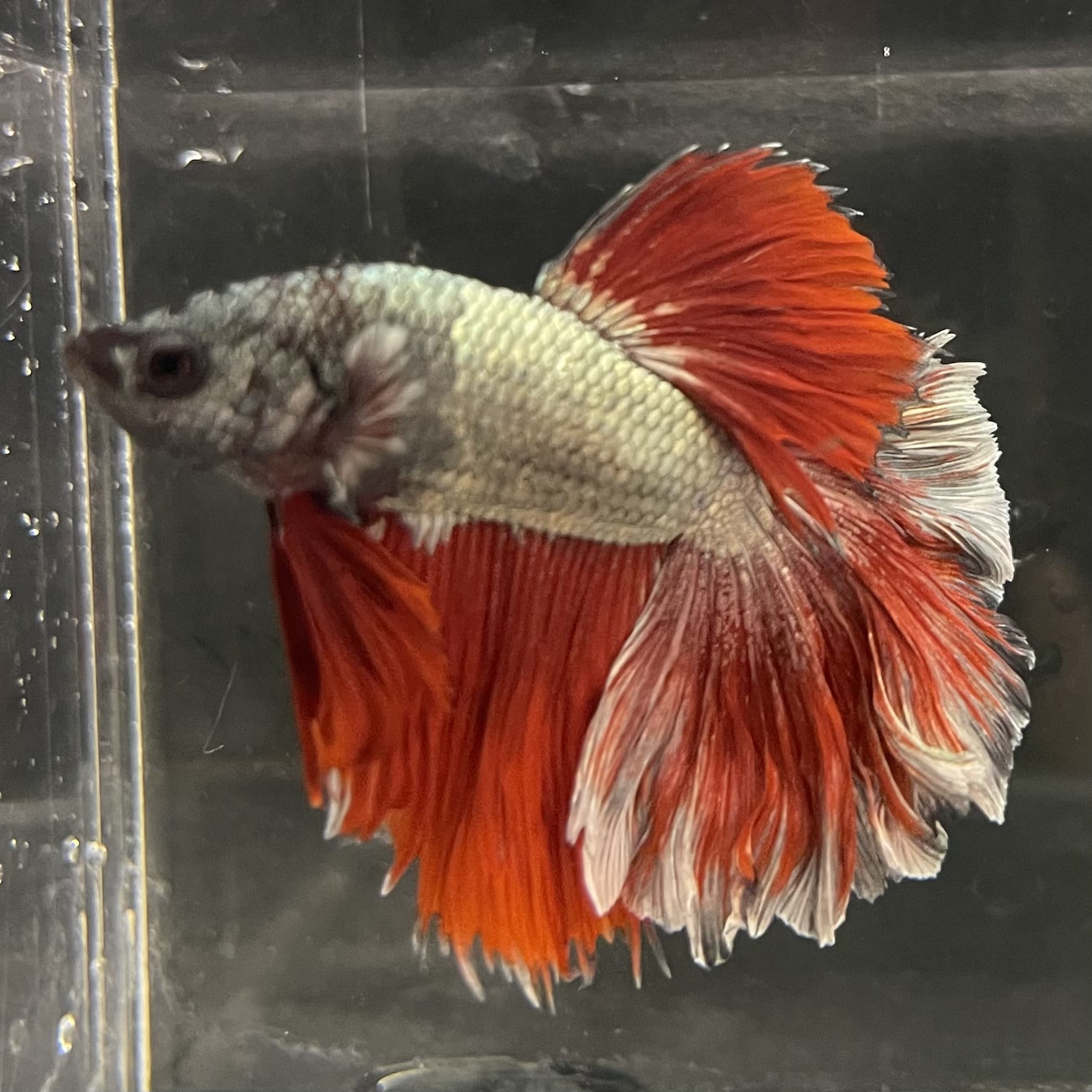 the-fish-farm Male Betta Male Betta - One Only - 21 Choose your favourite Male Betta from The Fish Farm Australia