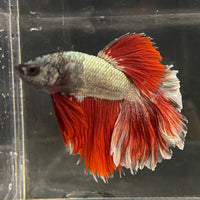 the-fish-farm Male Betta Male Betta - One Only - 21 Choose your favourite Male Betta from The Fish Farm Australia