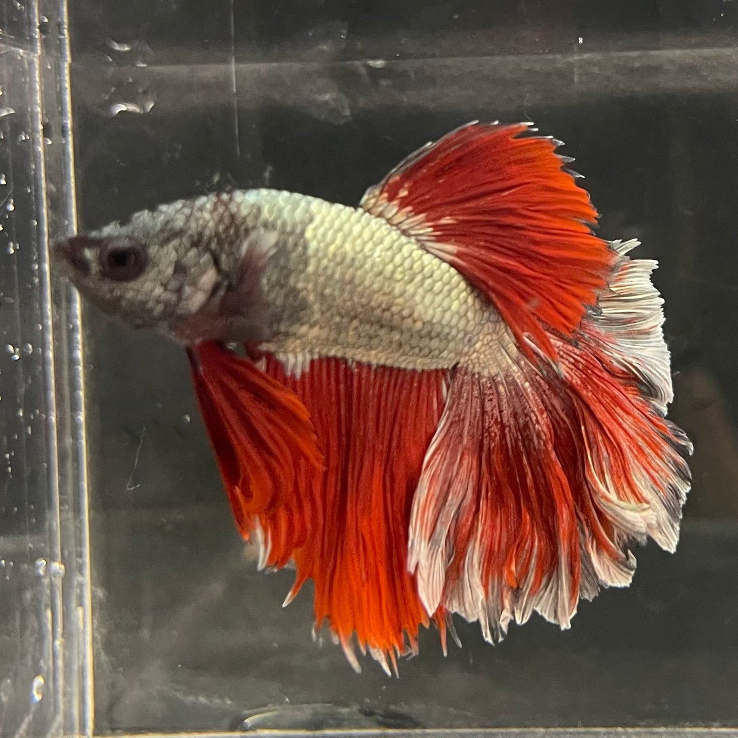 the-fish-farm Male Betta Male Betta - One Only - 21 Choose your favourite Male Betta from The Fish Farm Australia