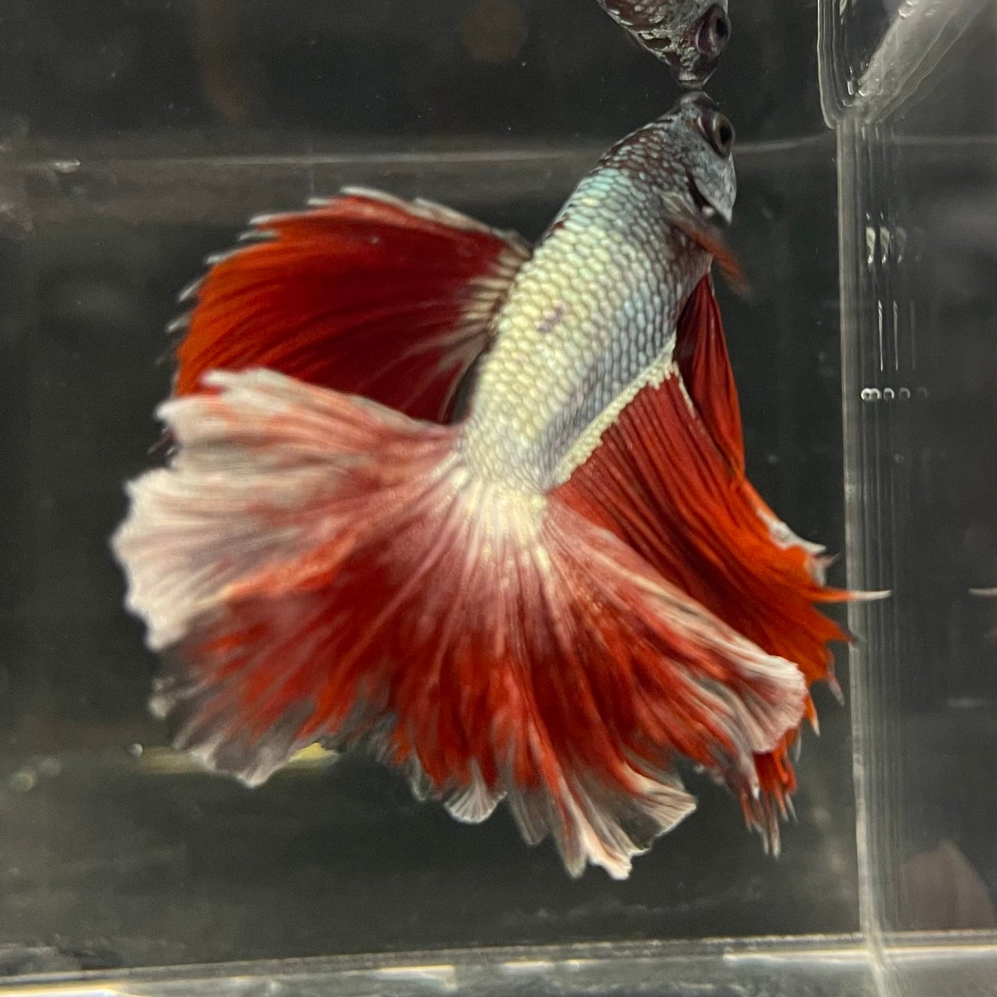 the-fish-farm Male Betta Male Betta - One Only - 21 Choose your favourite Male Betta from The Fish Farm Australia
