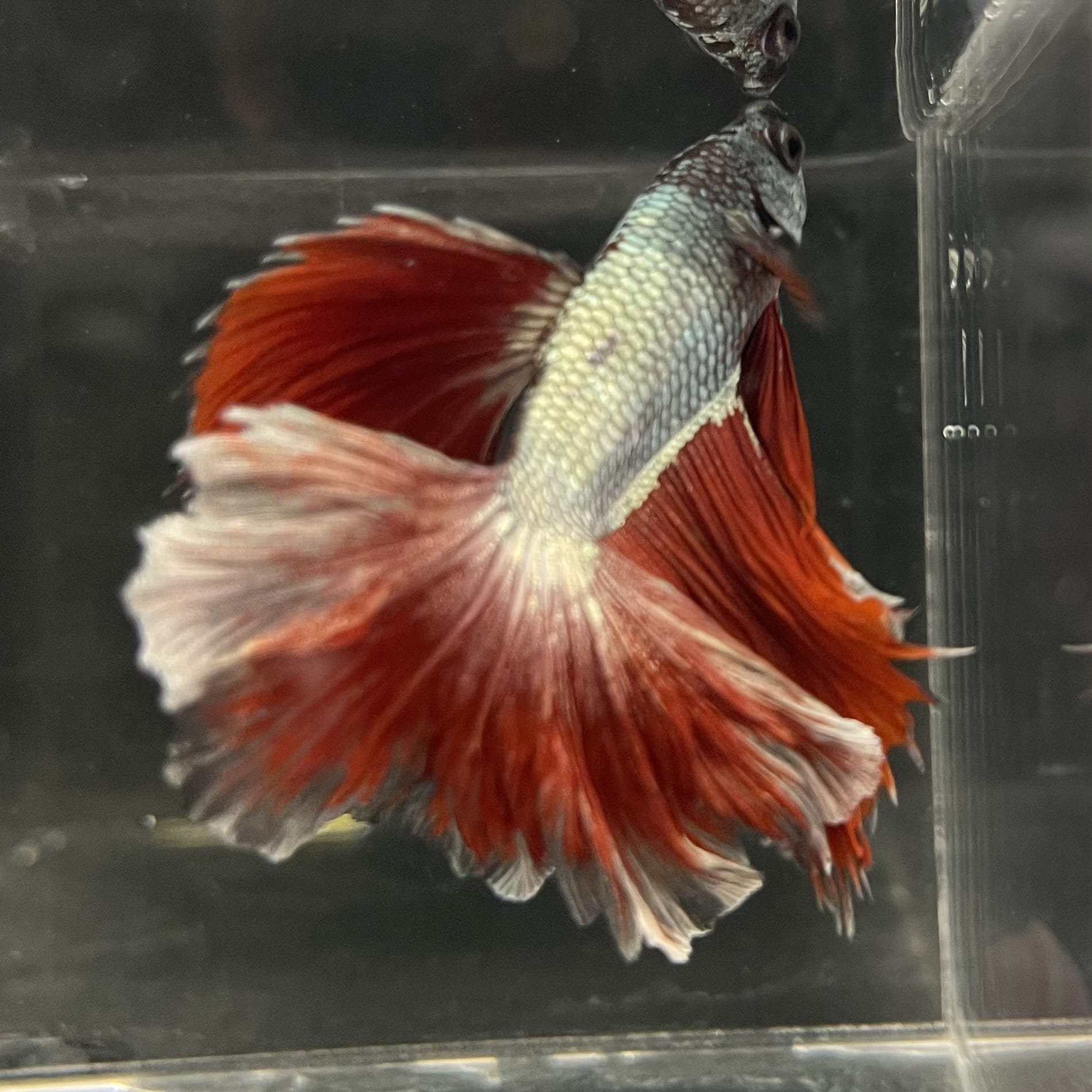 the-fish-farm Male Betta Male Betta - One Only - 21 Choose your favourite Male Betta from The Fish Farm Australia