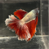 the-fish-farm Male Betta Male Betta - One Only - 21 Choose your favourite Male Betta from The Fish Farm Australia