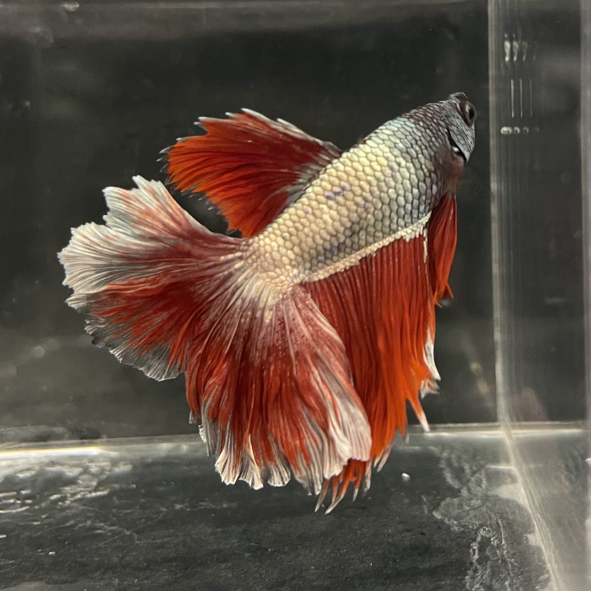 the-fish-farm Male Betta Male Betta - One Only - 21 Choose your favourite Male Betta from The Fish Farm Australia
