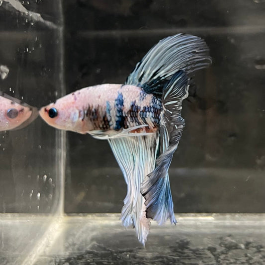 the-fish-farm Male Betta Male Betta - One Only - 21 Choose your favourite Male Betta from The Fish Farm Australia