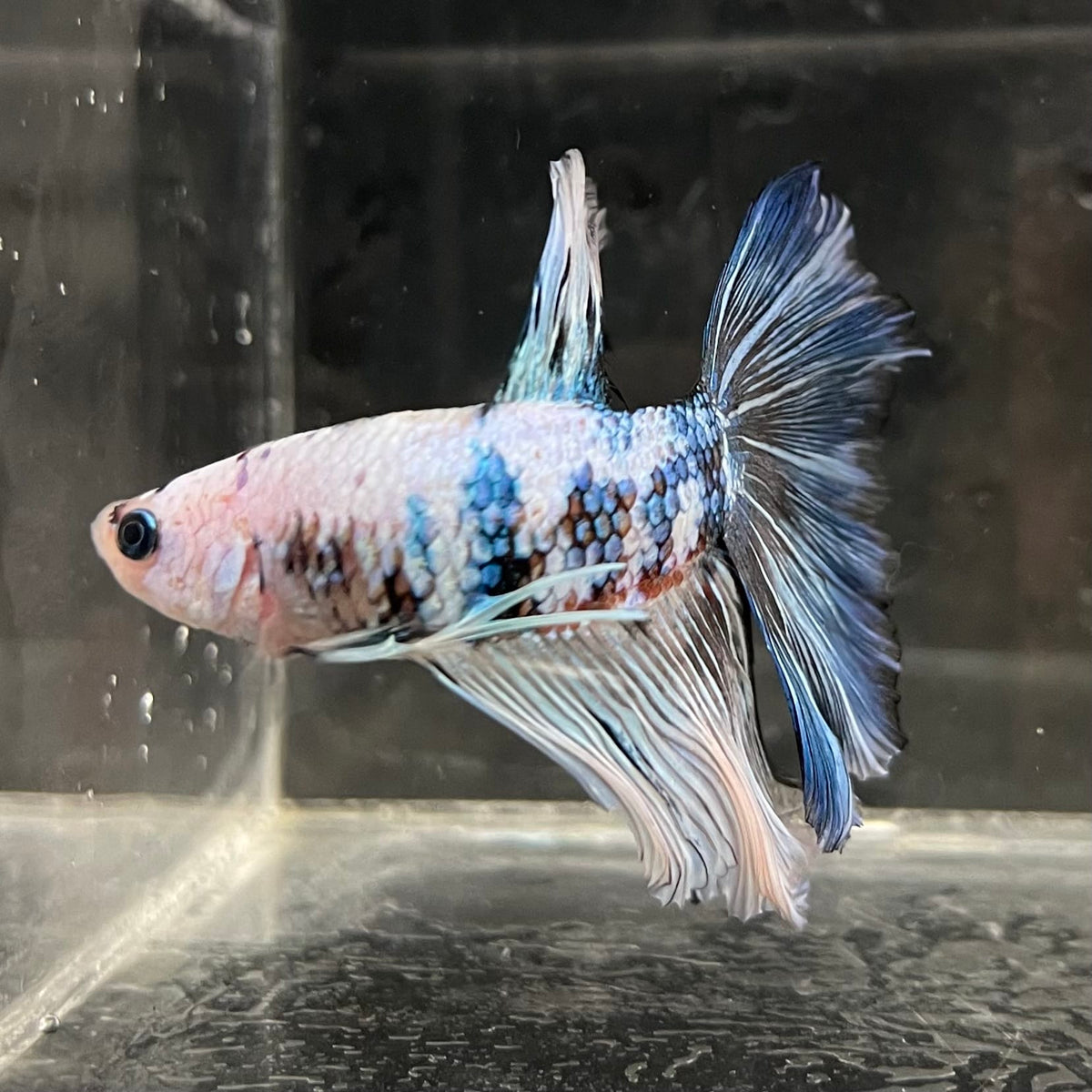 the-fish-farm Male Betta Male Betta - One Only - 21 Choose your favourite Male Betta from The Fish Farm Australia