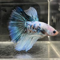 the-fish-farm Male Betta Male Betta - One Only - 21 Choose your favourite Male Betta from The Fish Farm Australia