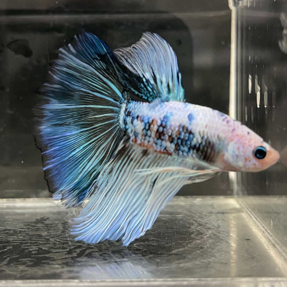 the-fish-farm Male Betta Male Betta - One Only - 21 Choose your favourite Male Betta from The Fish Farm Australia