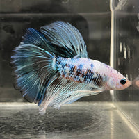 the-fish-farm Male Betta Male Betta - One Only - 21 Choose your favourite Male Betta from The Fish Farm Australia