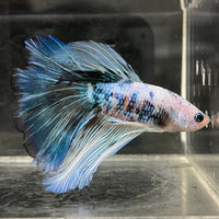 the-fish-farm Male Betta Male Betta - One Only - 21 Choose your favourite Male Betta from The Fish Farm Australia