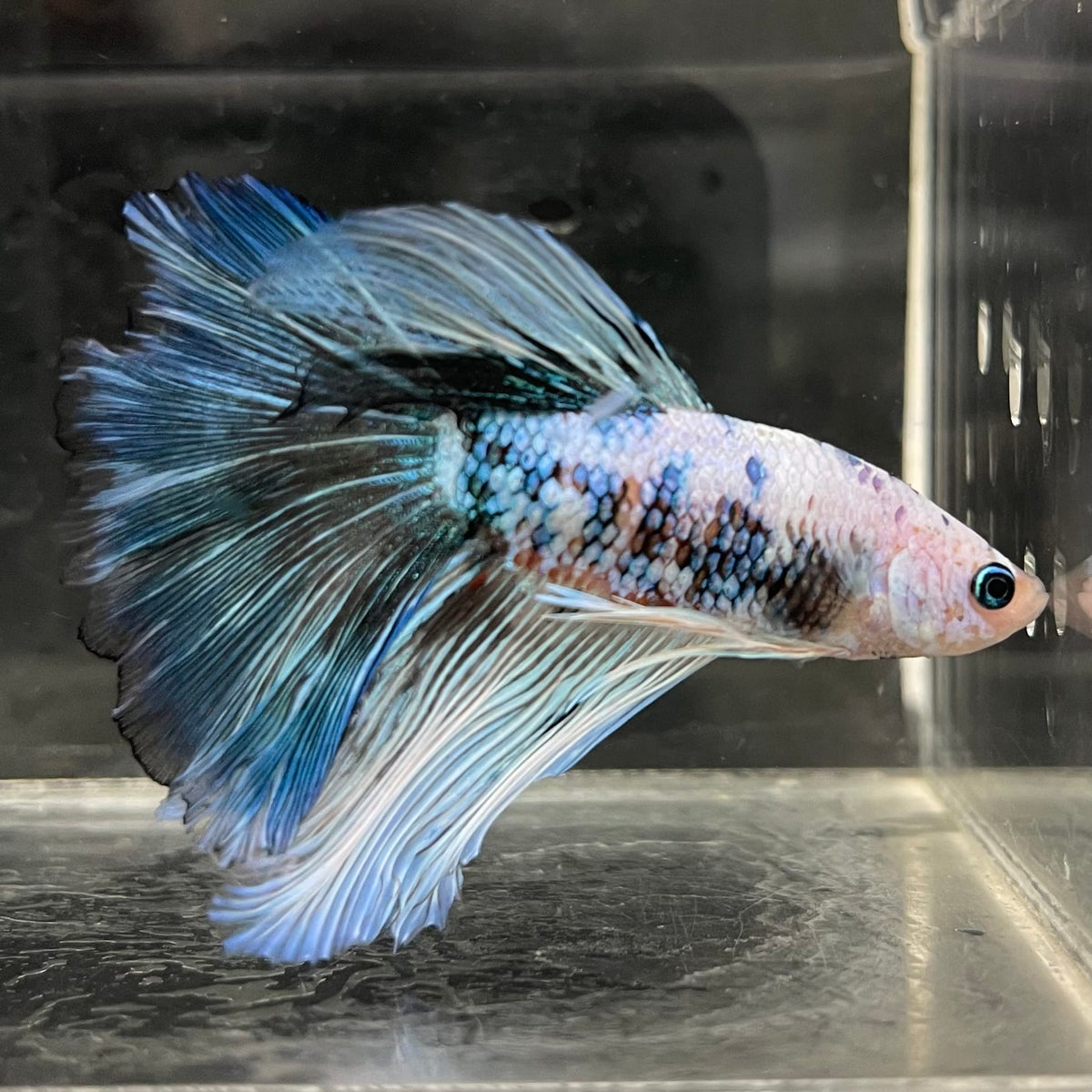 the-fish-farm Male Betta Male Betta - One Only - 21 Choose your favourite Male Betta from The Fish Farm Australia