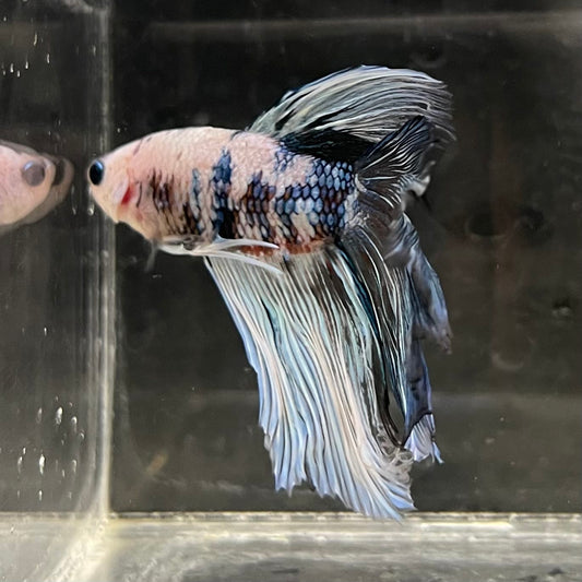 the-fish-farm Male Betta Male Betta - One Only - 21 Choose your favourite Male Betta from The Fish Farm Australia