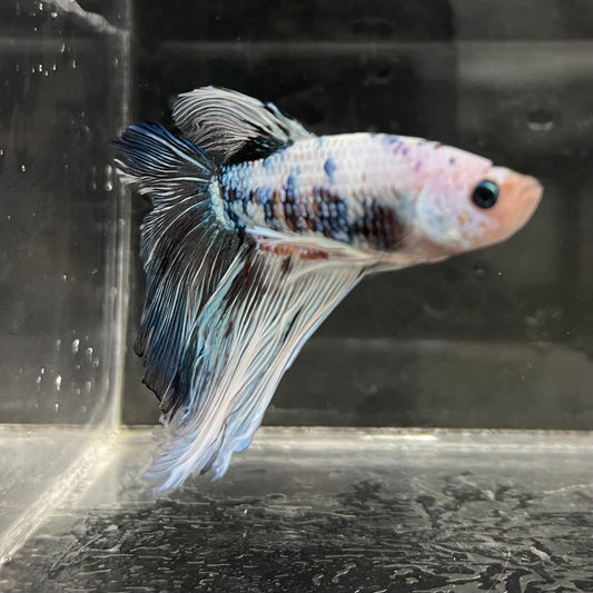 the-fish-farm Male Betta Male Betta - One Only - 21 Choose your favourite Male Betta from The Fish Farm Australia