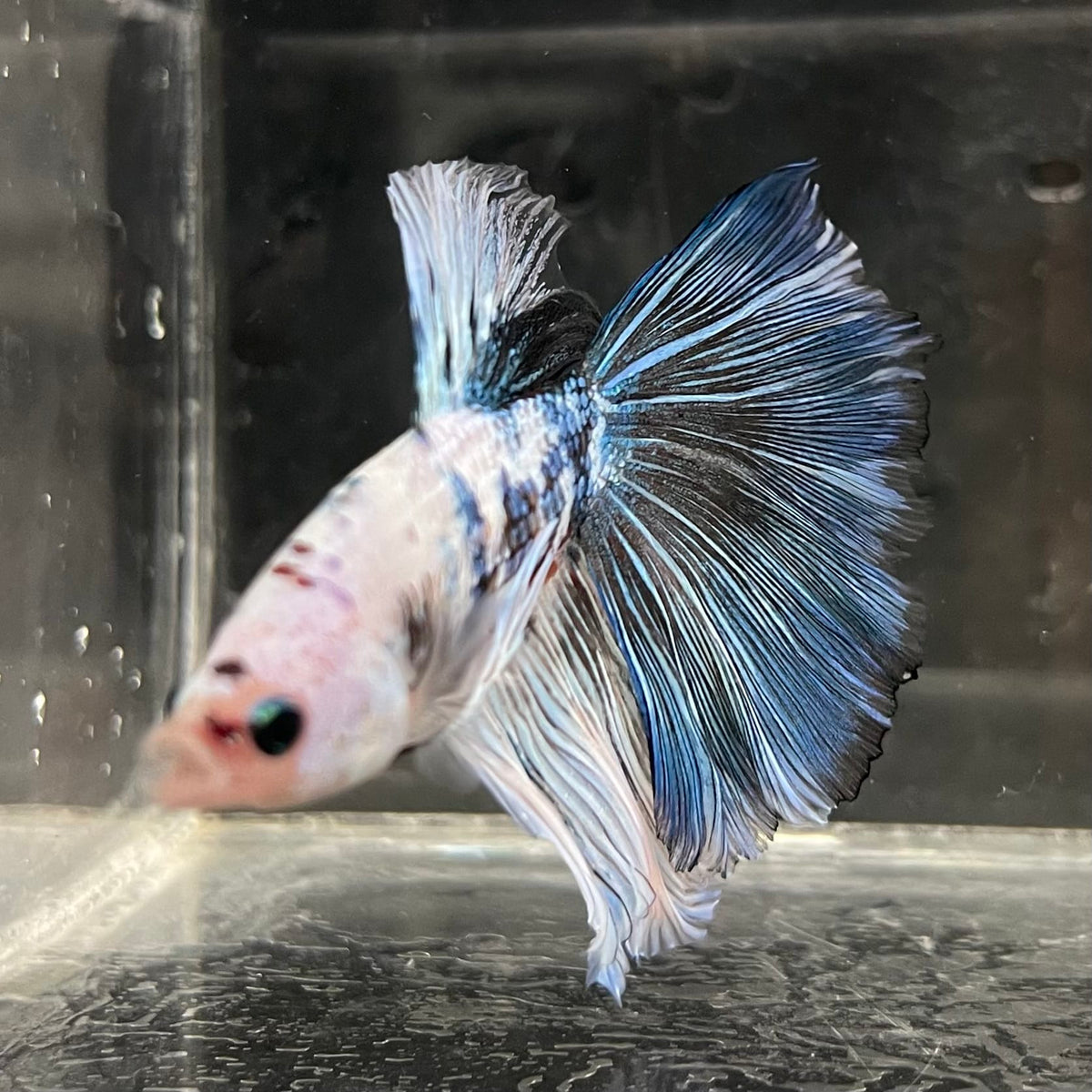the-fish-farm Male Betta Male Betta - One Only - 21 Choose your favourite Male Betta from The Fish Farm Australia