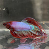 the-fish-farm Male Betta Male Betta - One Only - 22 Choose your favourite Male Betta from The Fish Farm Australia