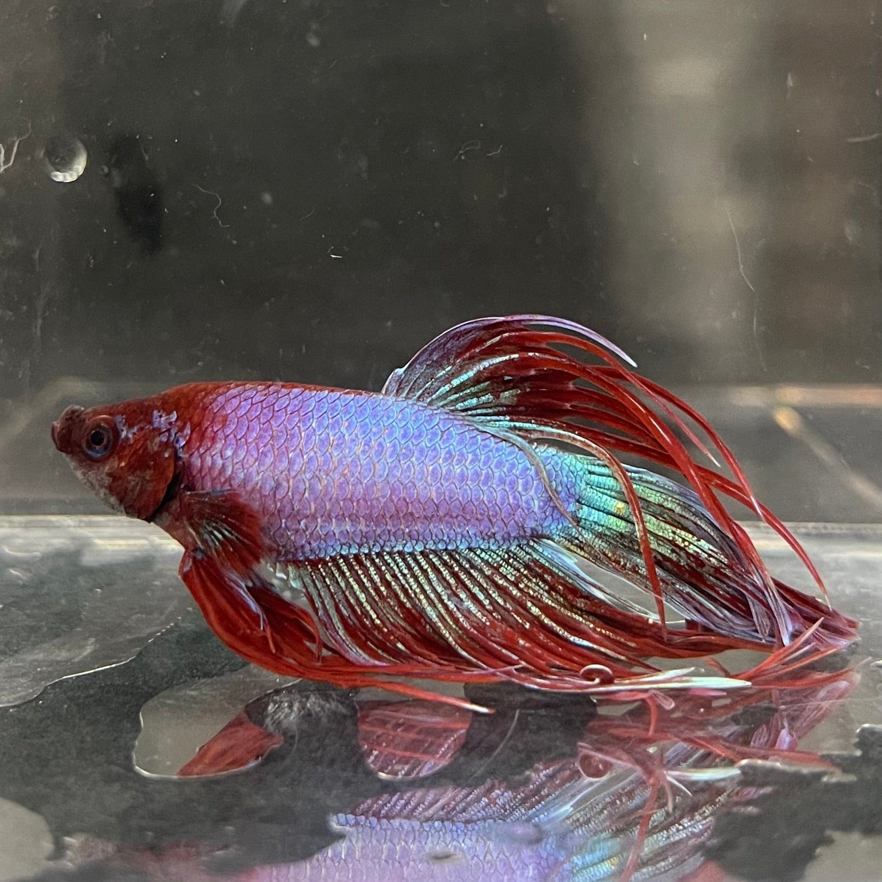 the-fish-farm Male Betta Male Betta - One Only - 22 Choose your favourite Male Betta from The Fish Farm Australia