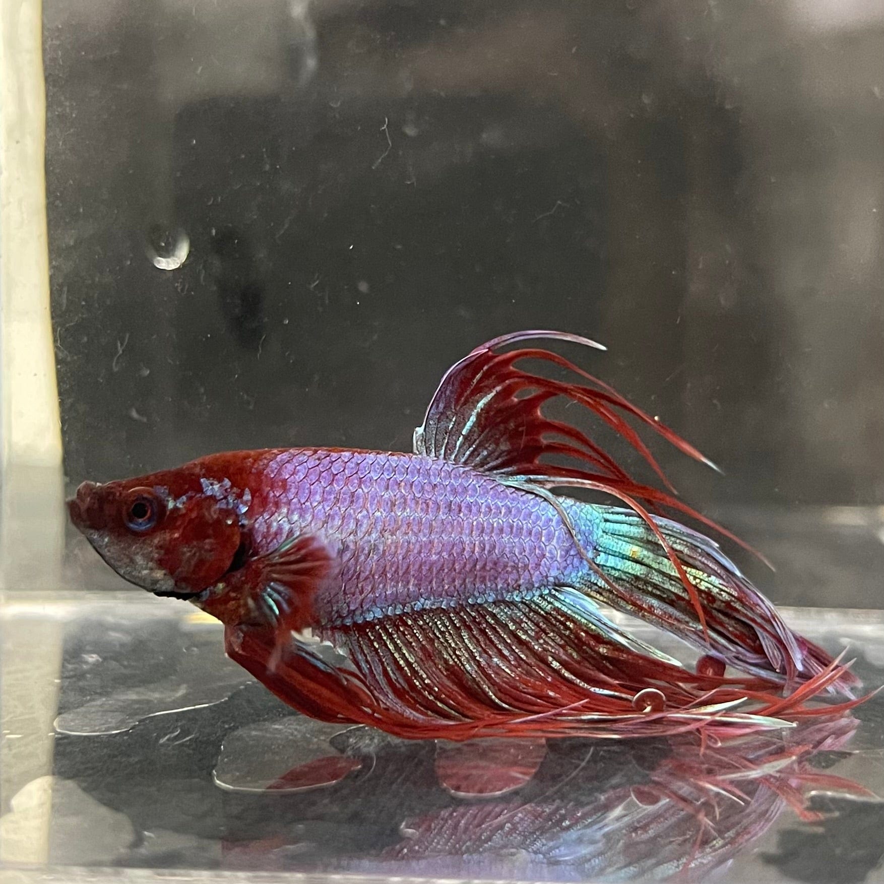 the-fish-farm Male Betta Male Betta - One Only - 22 Choose your favourite Male Betta from The Fish Farm Australia