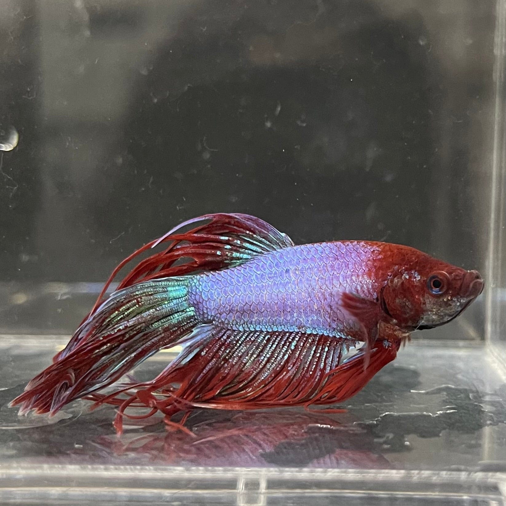the-fish-farm Male Betta Male Betta - One Only - 22 Choose your favourite Male Betta from The Fish Farm Australia