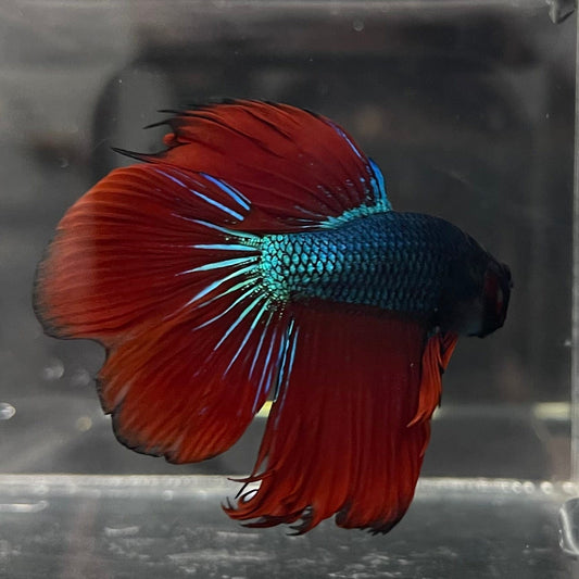 the-fish-farm Male Betta Male Betta - One Only - 22 Choose your favourite Male Betta from The Fish Farm Australia