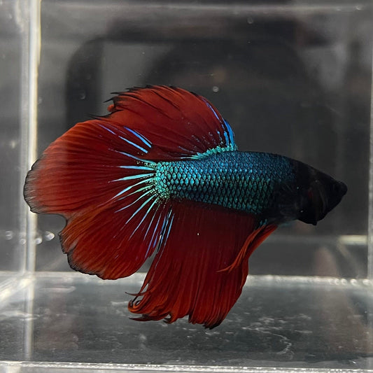 the-fish-farm Male Betta Male Betta - One Only - 22 Choose your favourite Male Betta from The Fish Farm Australia