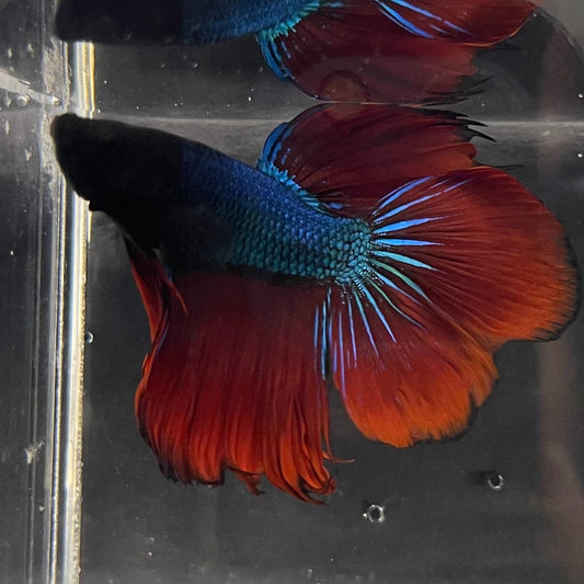 the-fish-farm Male Betta Male Betta - One Only - 22 Choose your favourite Male Betta from The Fish Farm Australia