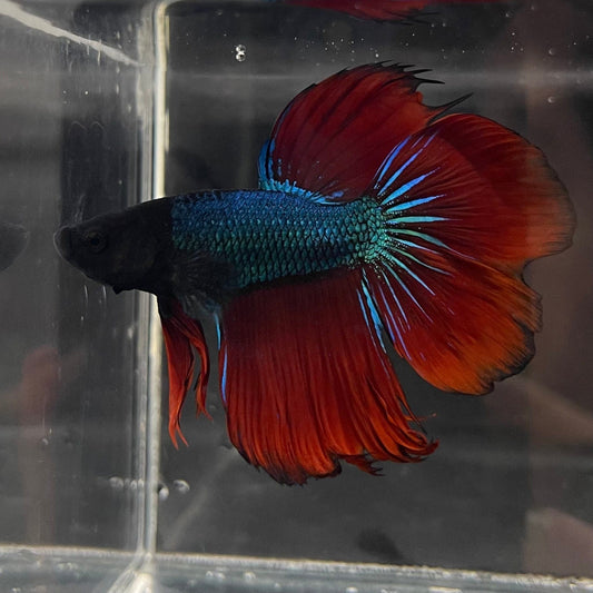 the-fish-farm Male Betta Male Betta - One Only - 22 Choose your favourite Male Betta from The Fish Farm Australia