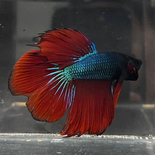 the-fish-farm Male Betta Male Betta - One Only - 22 Choose your favourite Male Betta from The Fish Farm Australia