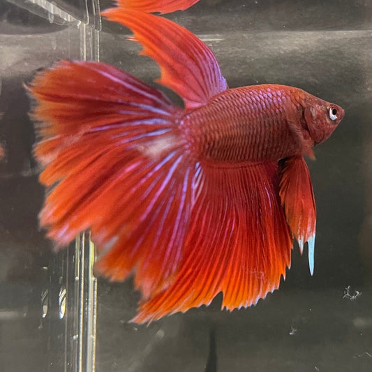 the-fish-farm Male Betta Male Betta - One Only - 22 Choose your favourite Male Betta from The Fish Farm Australia