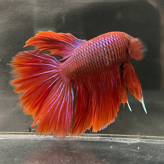 the-fish-farm Male Betta Male Betta - One Only - 22 Choose your favourite Male Betta from The Fish Farm Australia