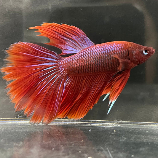 the-fish-farm Male Betta Male Betta - One Only - 22 Choose your favourite Male Betta from The Fish Farm Australia