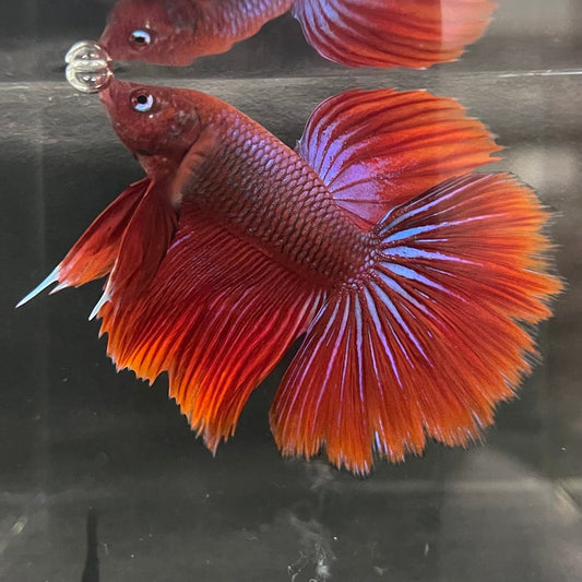 the-fish-farm Male Betta Male Betta - One Only - 22 Choose your favourite Male Betta from The Fish Farm Australia