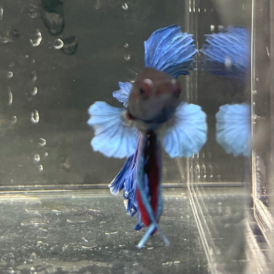 the-fish-farm Male Betta Male Betta - One Only - 22 Choose your favourite Male Betta from The Fish Farm Australia