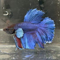 the-fish-farm Male Betta Male Betta - One Only - 22 Choose your favourite Male Betta from The Fish Farm Australia