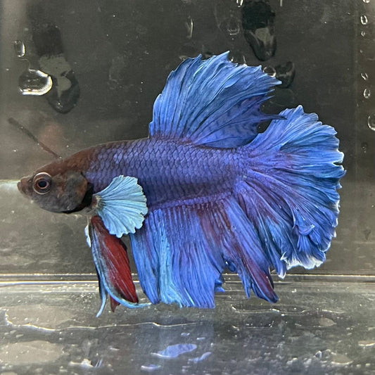 the-fish-farm Male Betta Male Betta - One Only - 22 Choose your favourite Male Betta from The Fish Farm Australia
