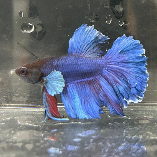 the-fish-farm Male Betta Male Betta - One Only - 22 Choose your favourite Male Betta from The Fish Farm Australia