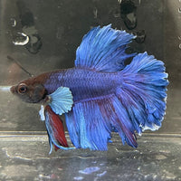 the-fish-farm Male Betta Male Betta - One Only - 22 Choose your favourite Male Betta from The Fish Farm Australia