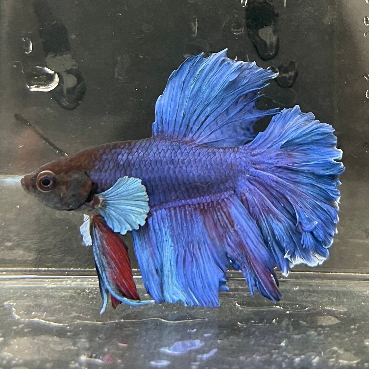 the-fish-farm Male Betta Male Betta - One Only - 22 Choose your favourite Male Betta from The Fish Farm Australia