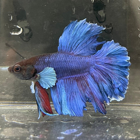 the-fish-farm Male Betta Male Betta - One Only - 22 Choose your favourite Male Betta from The Fish Farm Australia