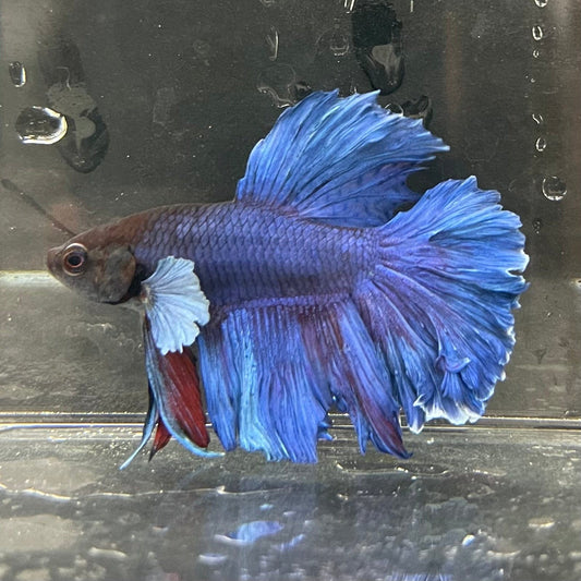 the-fish-farm Male Betta Male Betta - One Only - 22 Choose your favourite Male Betta from The Fish Farm Australia