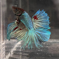 the-fish-farm Male Betta Male Betta - One Only - 22 Choose your favourite Male Betta from The Fish Farm Australia