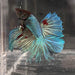 the-fish-farm Male Betta Male Betta - One Only - 22 Choose your favourite Male Betta from The Fish Farm Australia