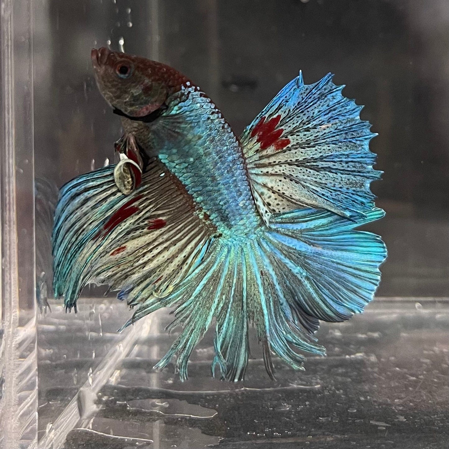 the-fish-farm Male Betta Male Betta - One Only - 22 Choose your favourite Male Betta from The Fish Farm Australia