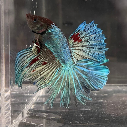 the-fish-farm Male Betta Male Betta - One Only - 22 Choose your favourite Male Betta from The Fish Farm Australia