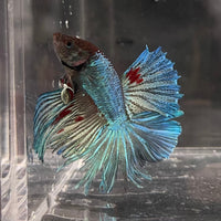 the-fish-farm Male Betta Male Betta - One Only - 22 Choose your favourite Male Betta from The Fish Farm Australia