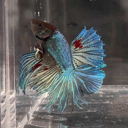 the-fish-farm Male Betta Male Betta - One Only - 22 Choose your favourite Male Betta from The Fish Farm Australia