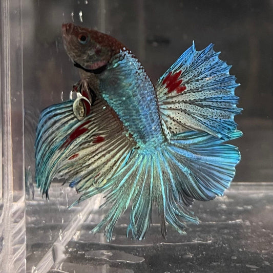 the-fish-farm Male Betta Male Betta - One Only - 22 Choose your favourite Male Betta from The Fish Farm Australia