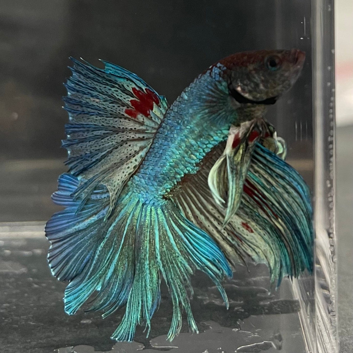 the-fish-farm Male Betta Male Betta - One Only - 22 Choose your favourite Male Betta from The Fish Farm Australia
